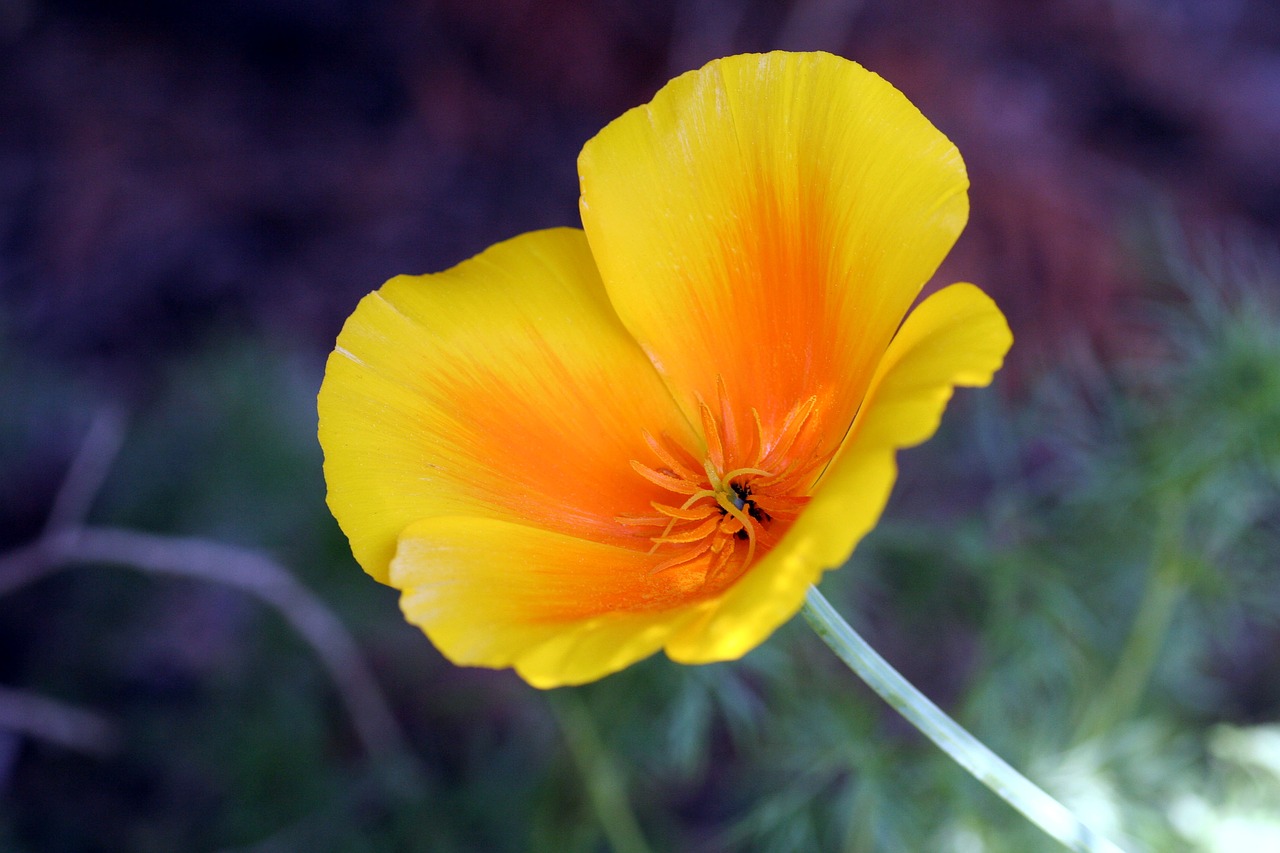 nature  flower  plant free photo