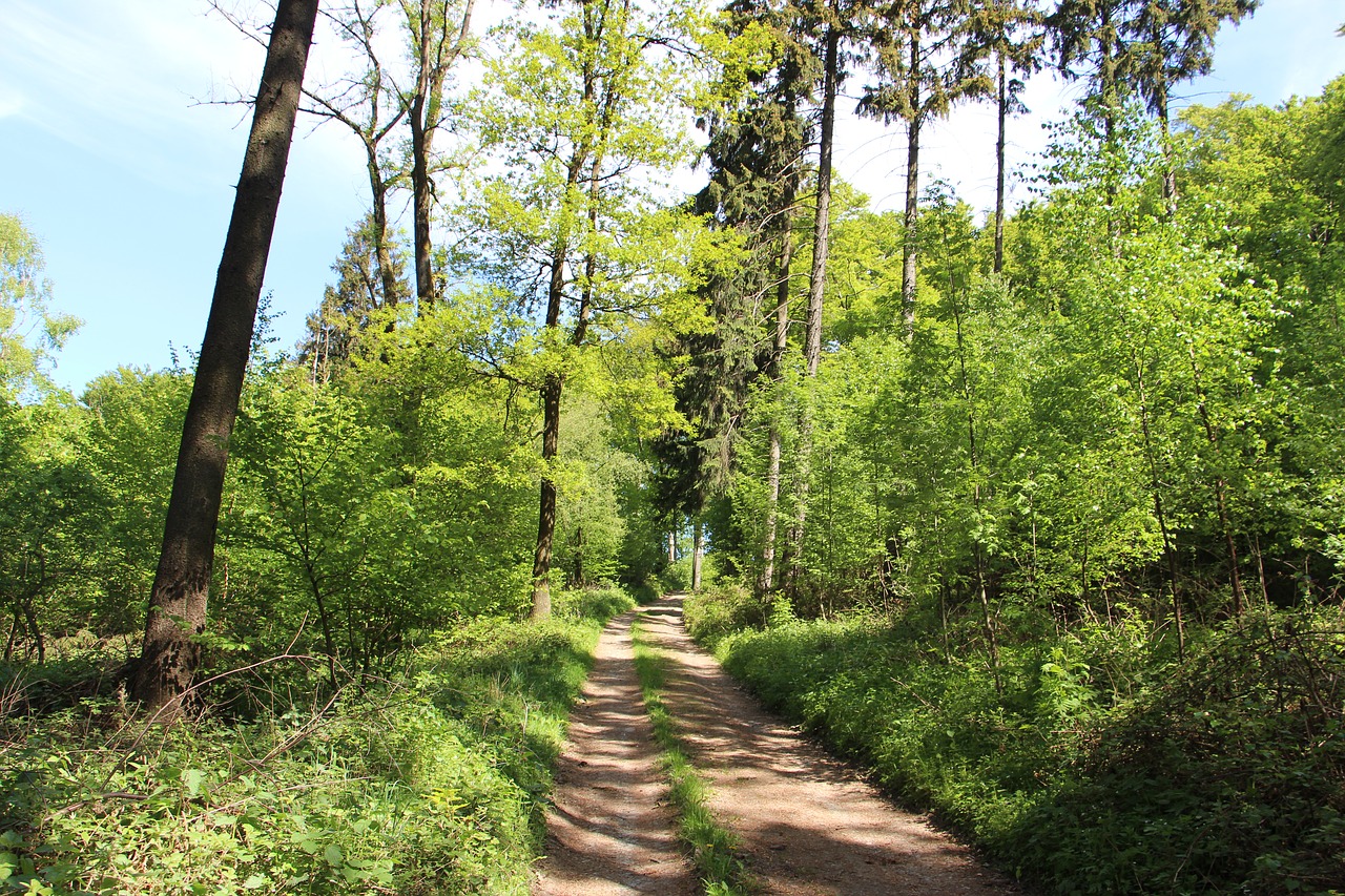 nature  wood  tree free photo