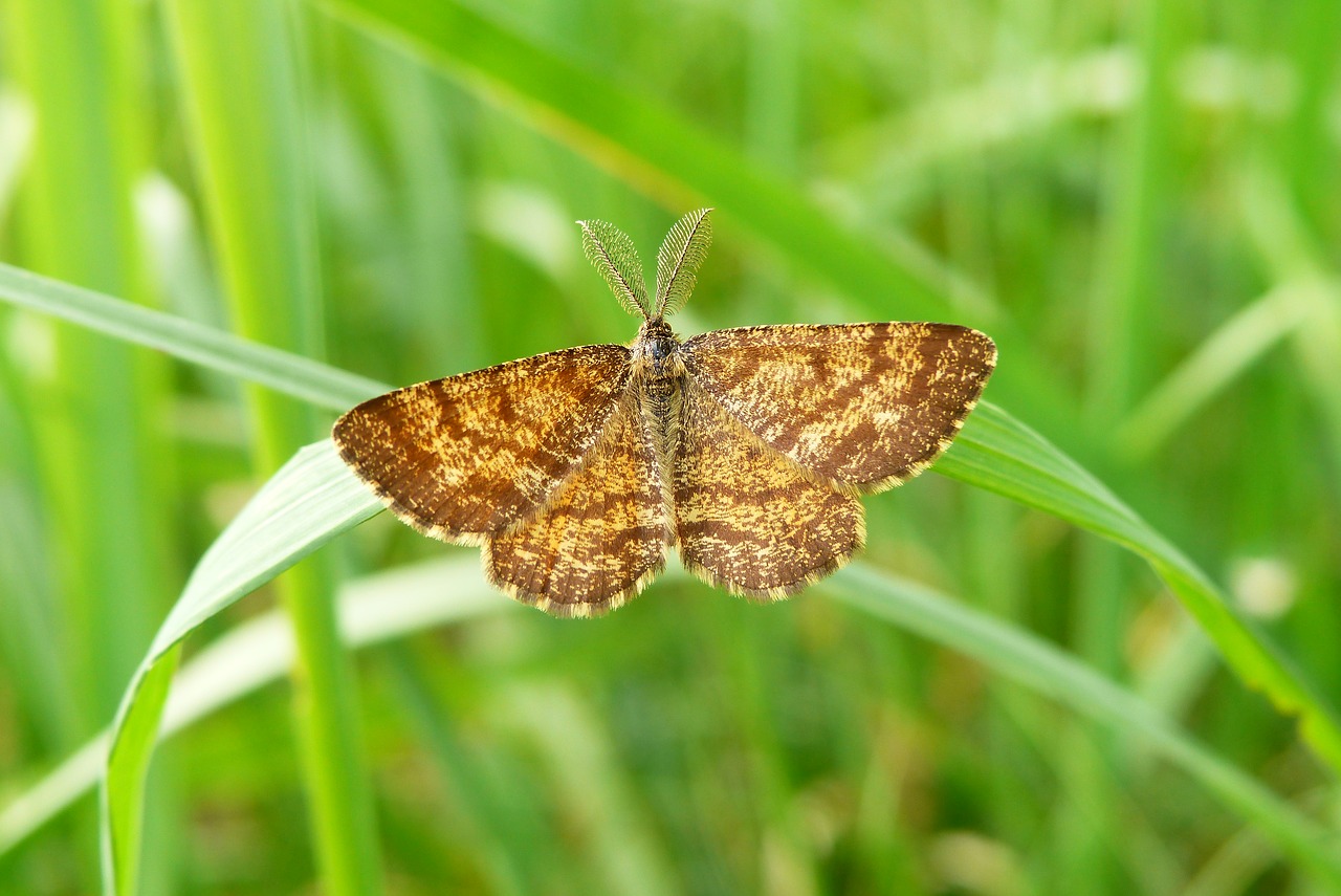 nature  insect  lawn free photo