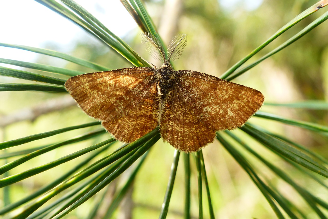 nature  tree  pine free photo