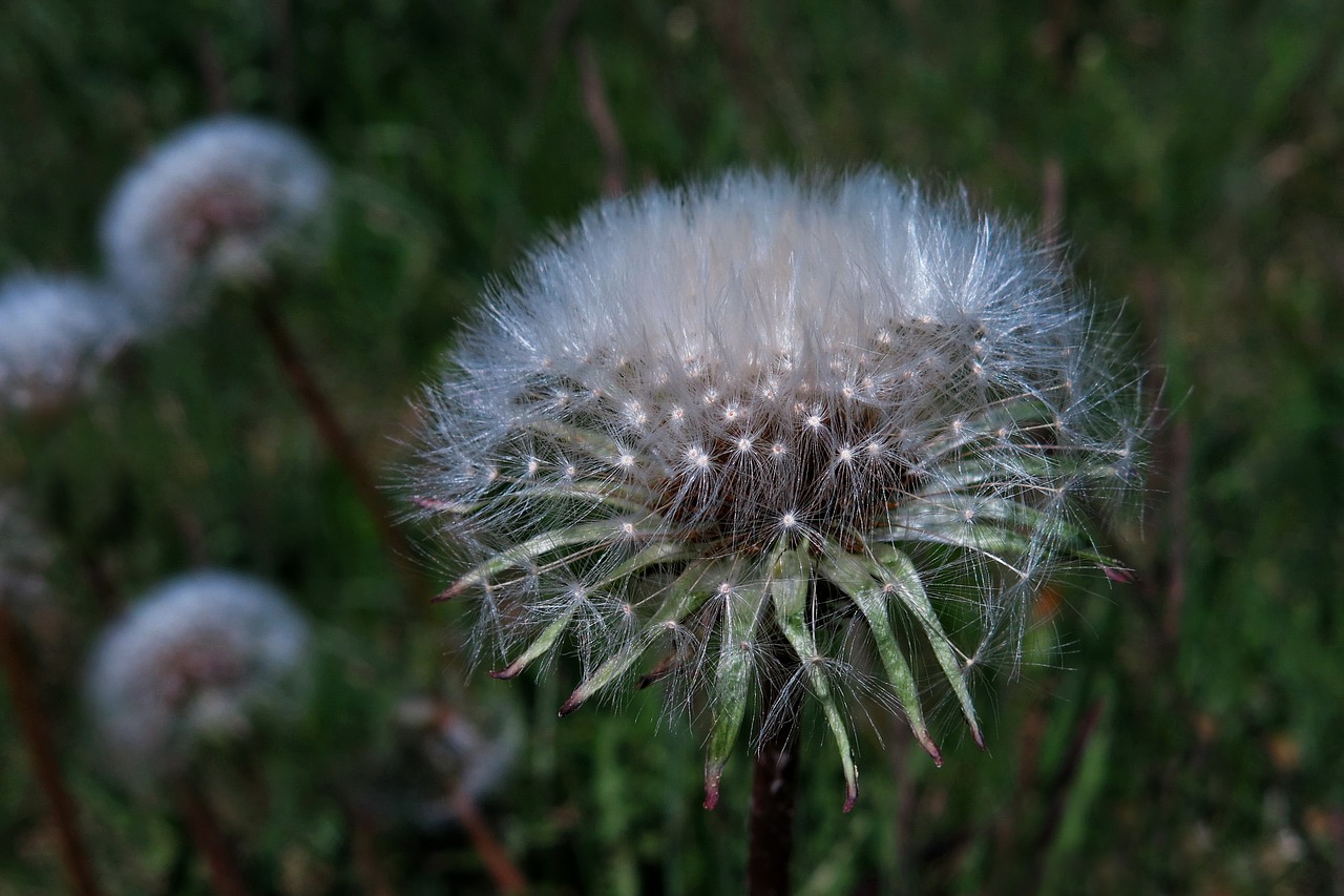 nature  plant  dandelion free photo