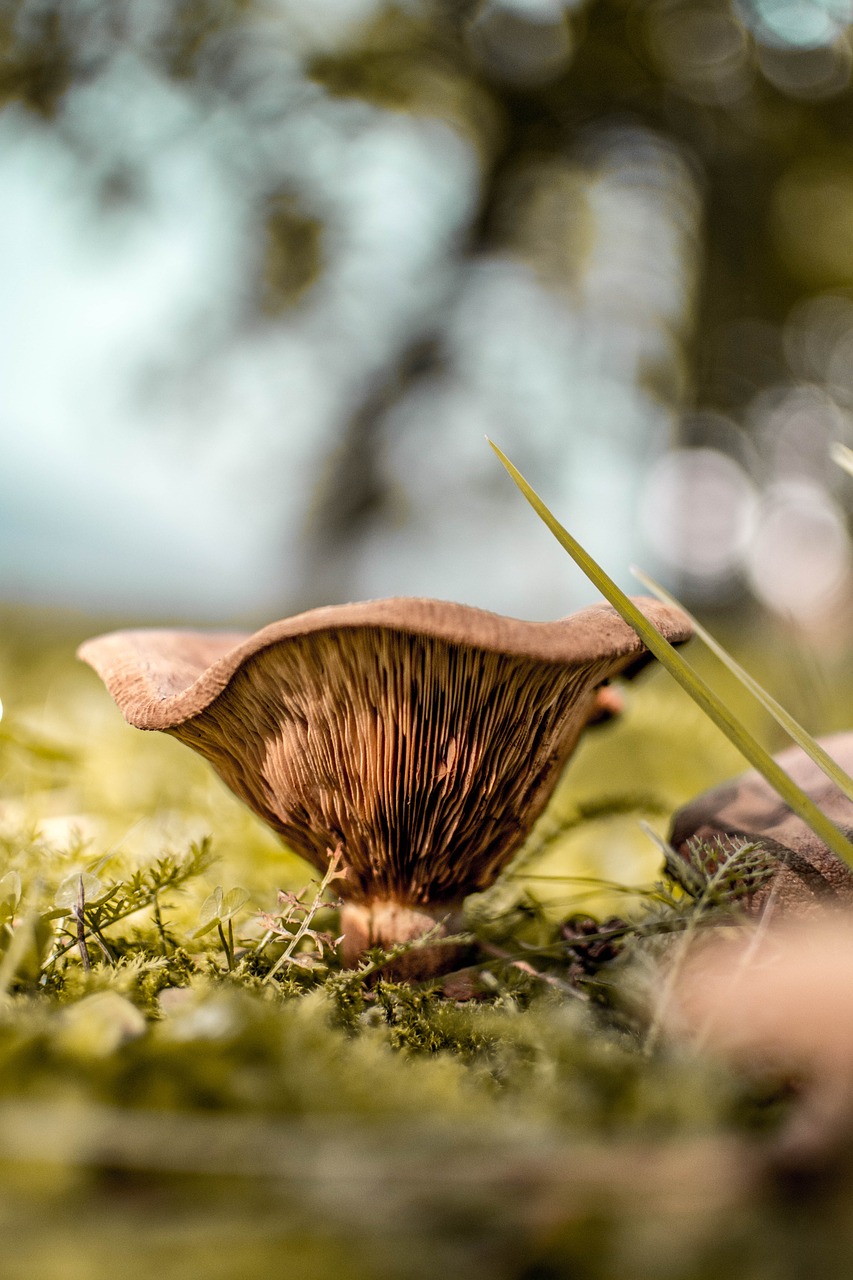 nature  close up  mushroom free photo