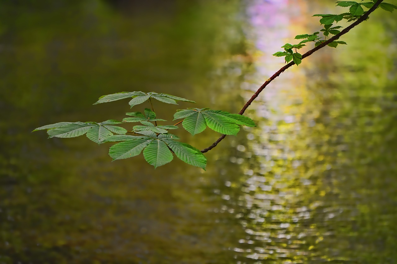 nature  leaf  plant free photo