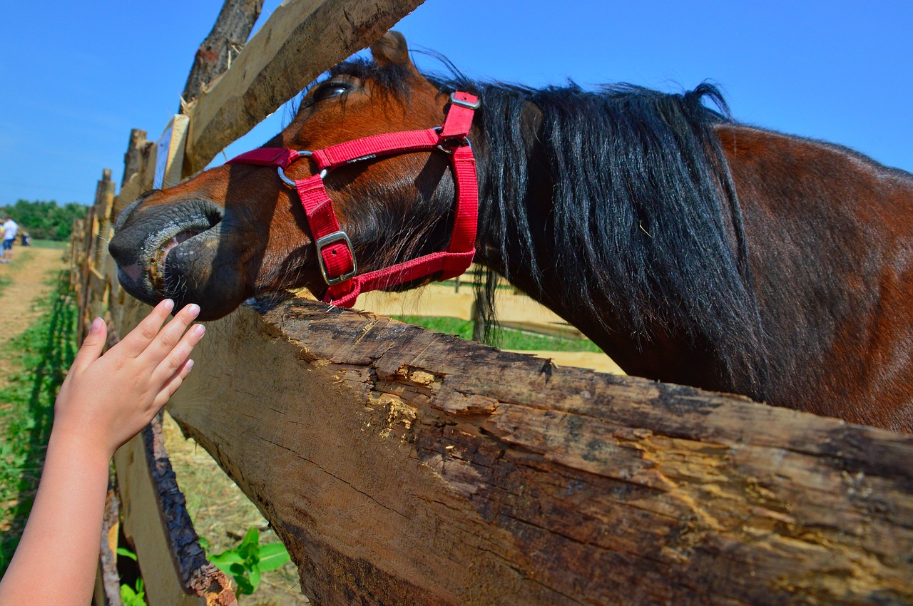 nature  outdoors  farm free photo