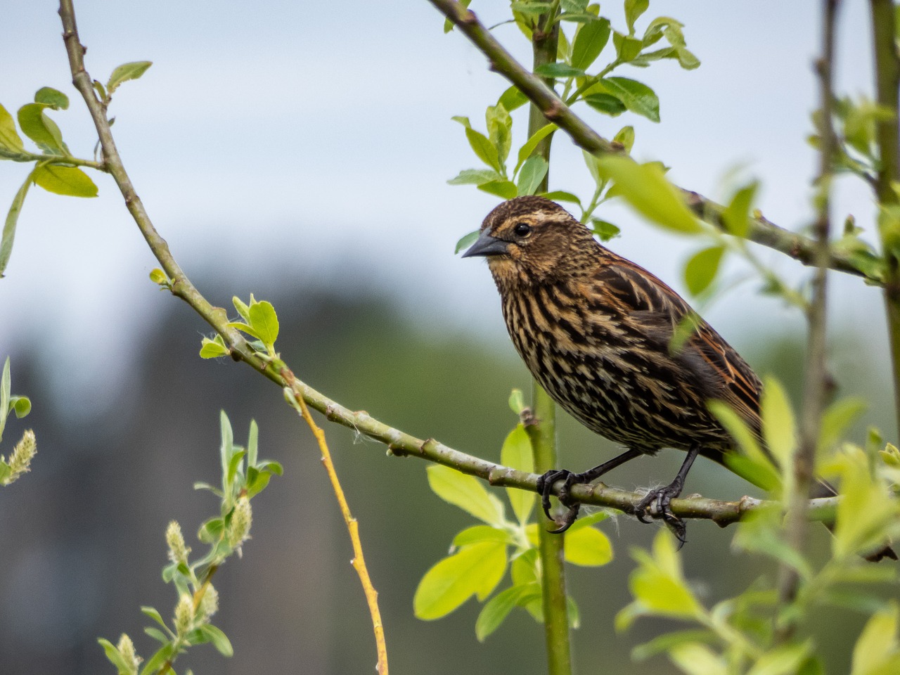 nature  outdoors  bird free photo