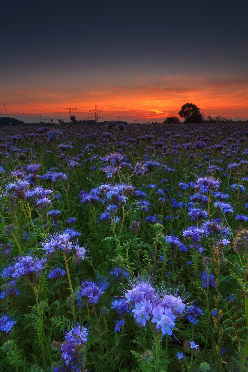 nature  flower  plant free photo