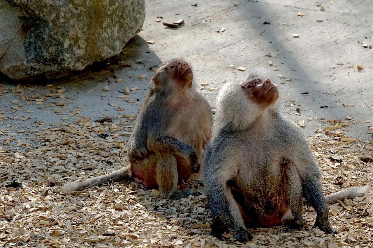 nature  mammal  baboons free photo