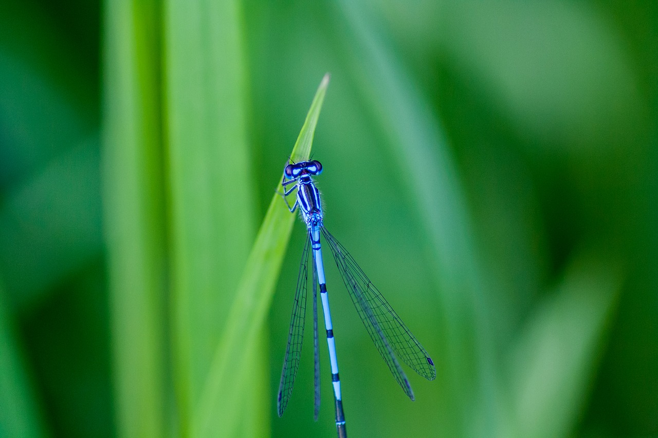 nature  insects  dragonfly free photo