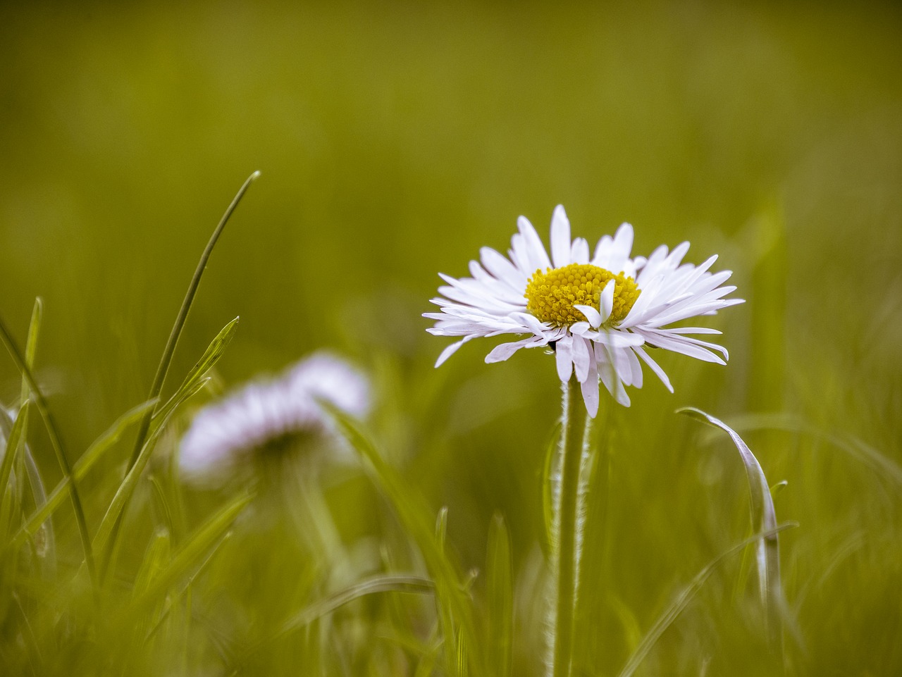 nature  grass  field free photo