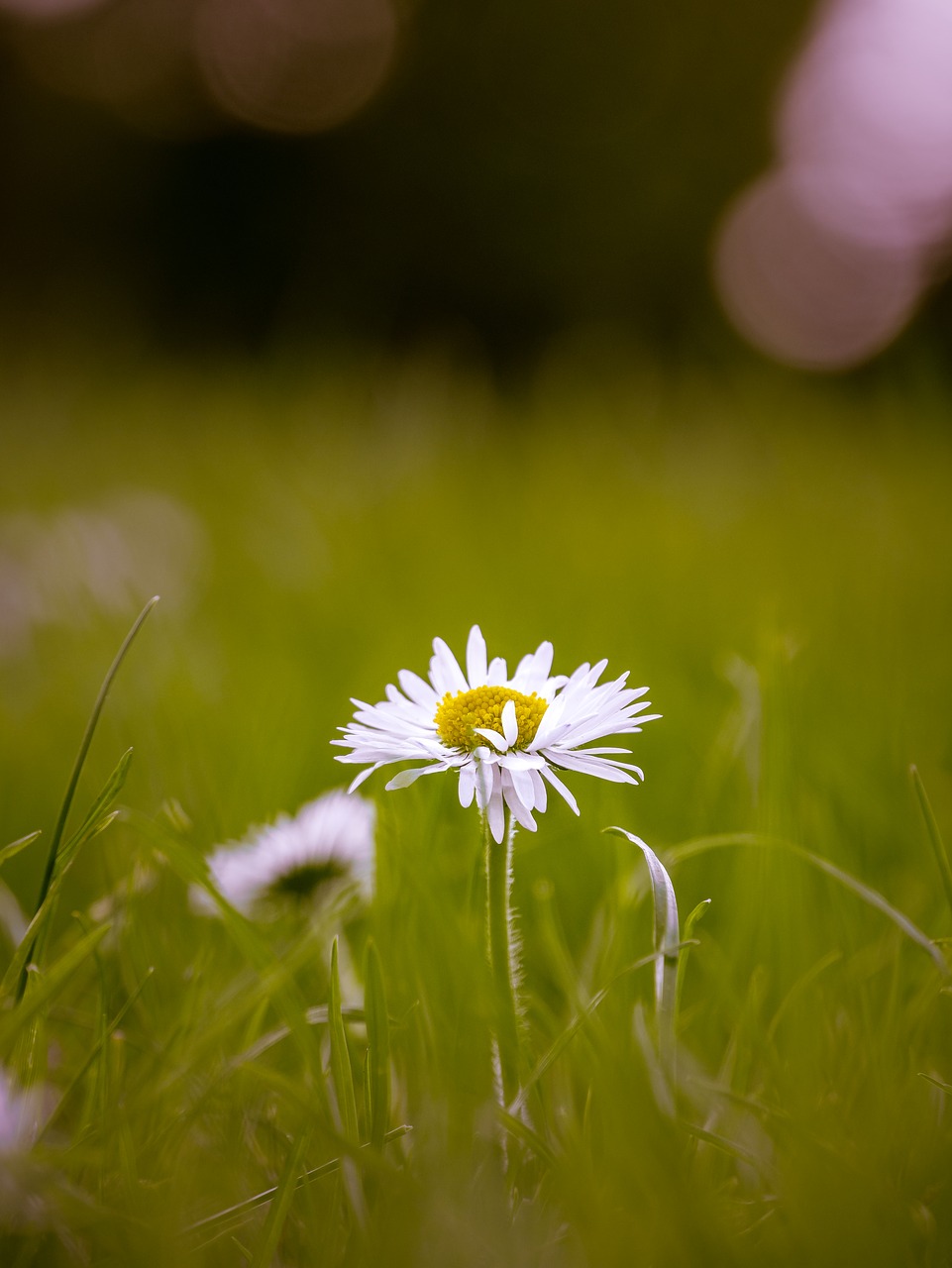 nature  flower  grass free photo