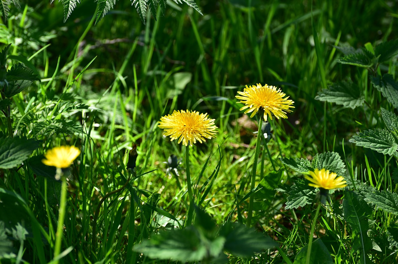 nature  summer  plant free photo