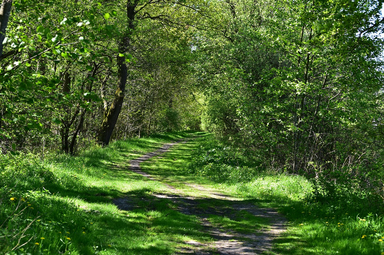 nature  landscape  tree free photo