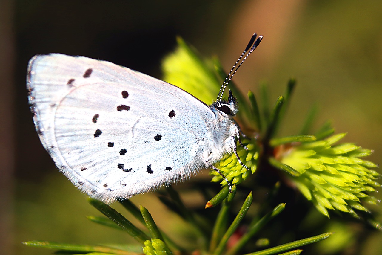 nature  insect  butterfly day free photo