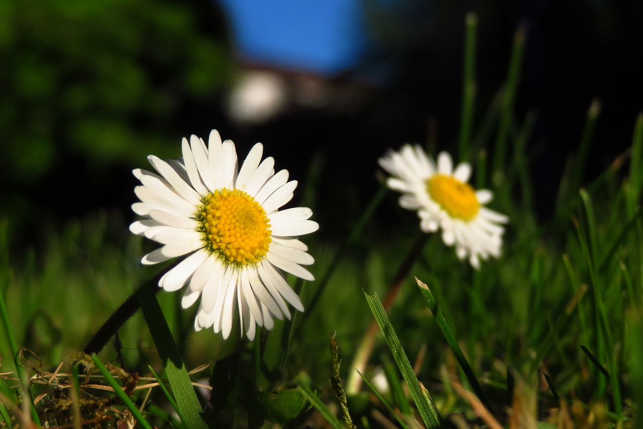 nature  meadow  grass free photo