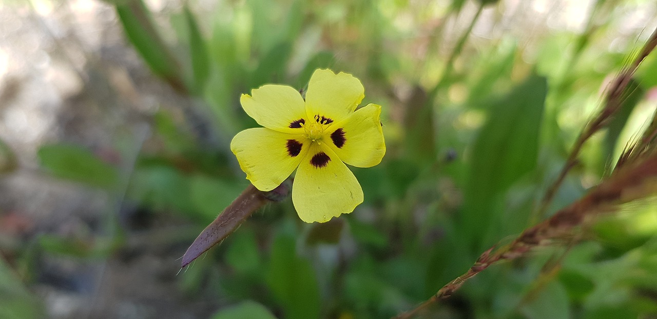 nature  flower  plant free photo