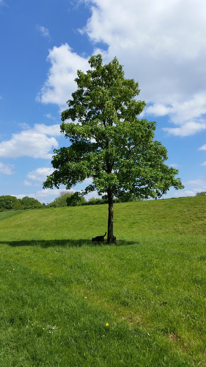 nature  landscape  summer free photo