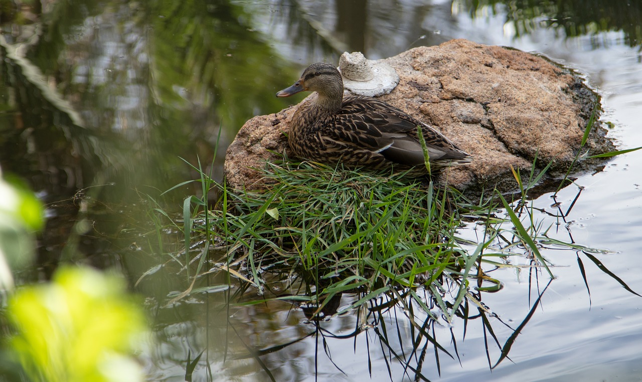 nature  water  wildlife free photo