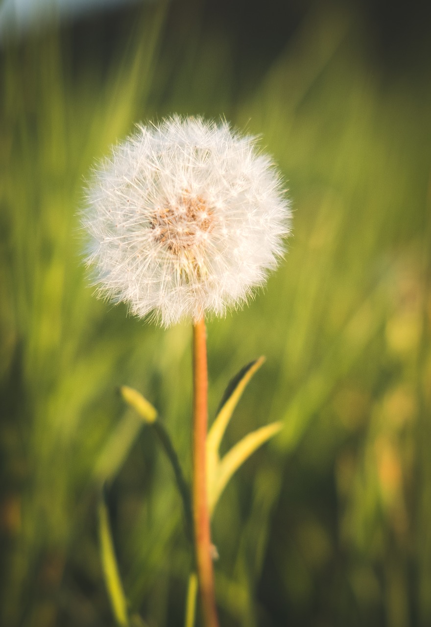 nature  dandelion  summer free photo