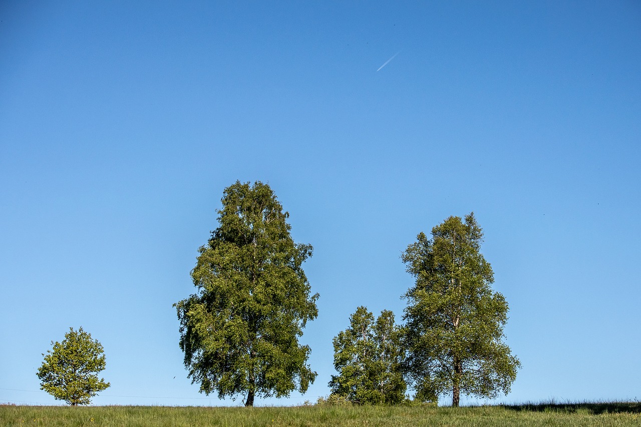 nature  tree  sky free photo