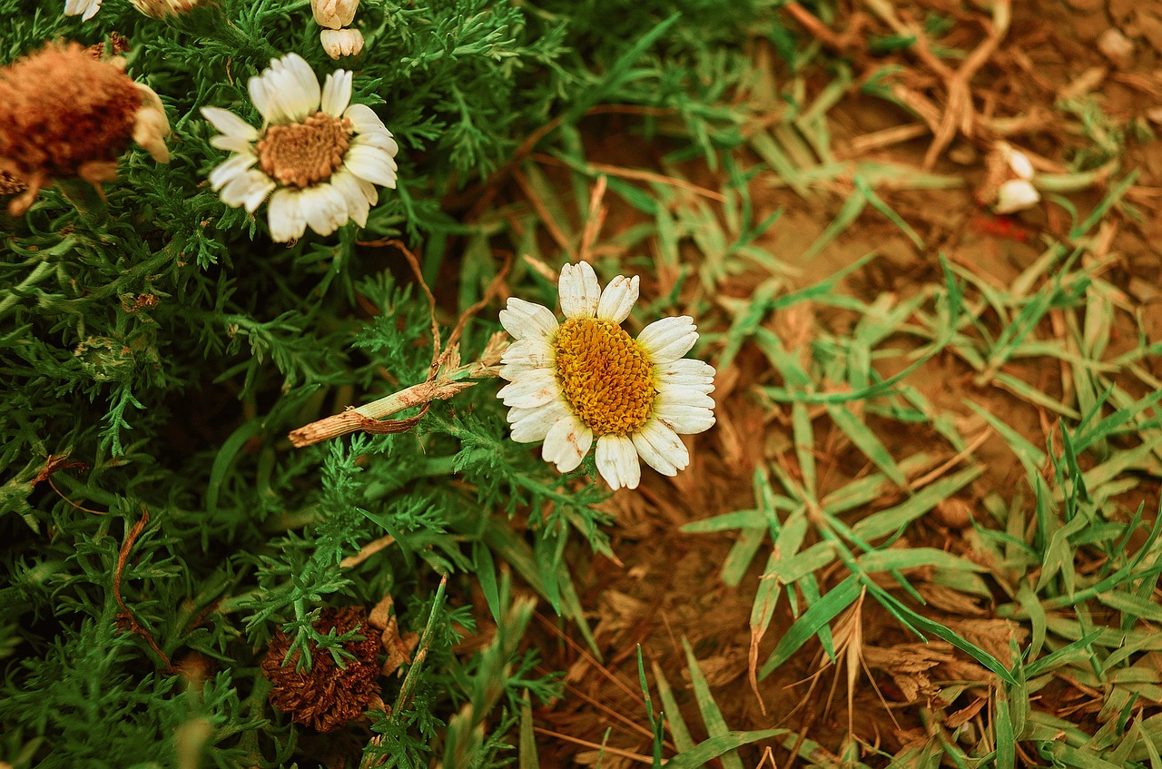 nature  plant  summer free photo