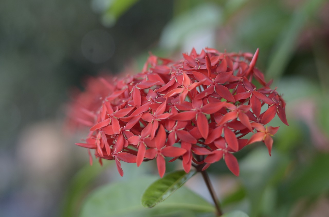 nature  flower  plant free photo