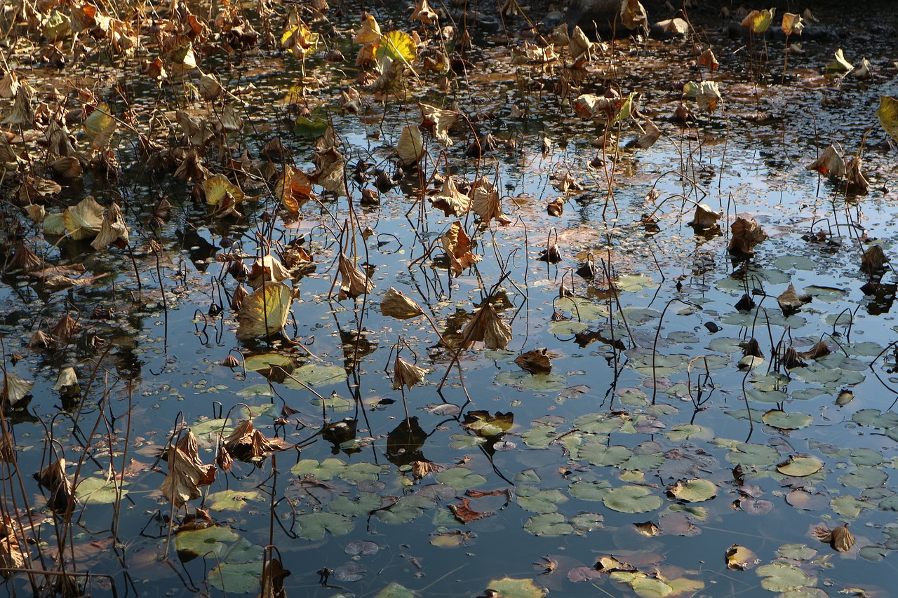 nature  the body of water  leaf free photo