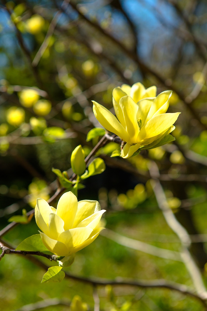 nature  plant  flower free photo