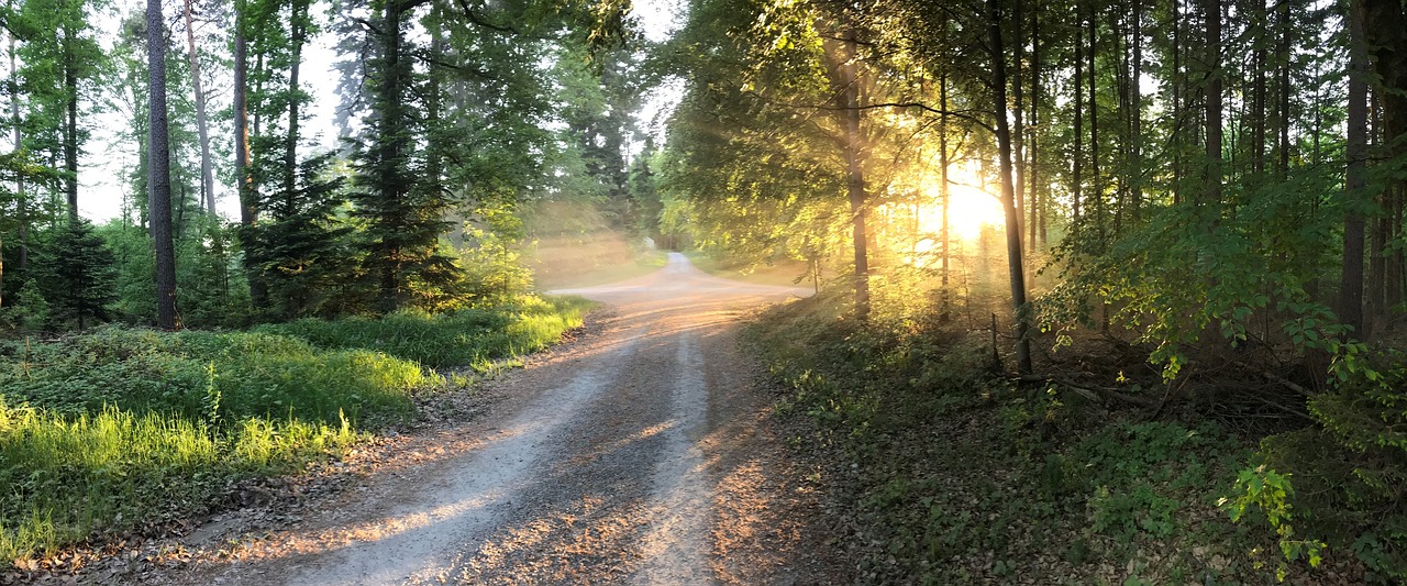 nature  forest  spring free photo