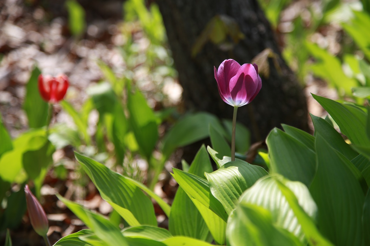 nature  plants  flowers free photo