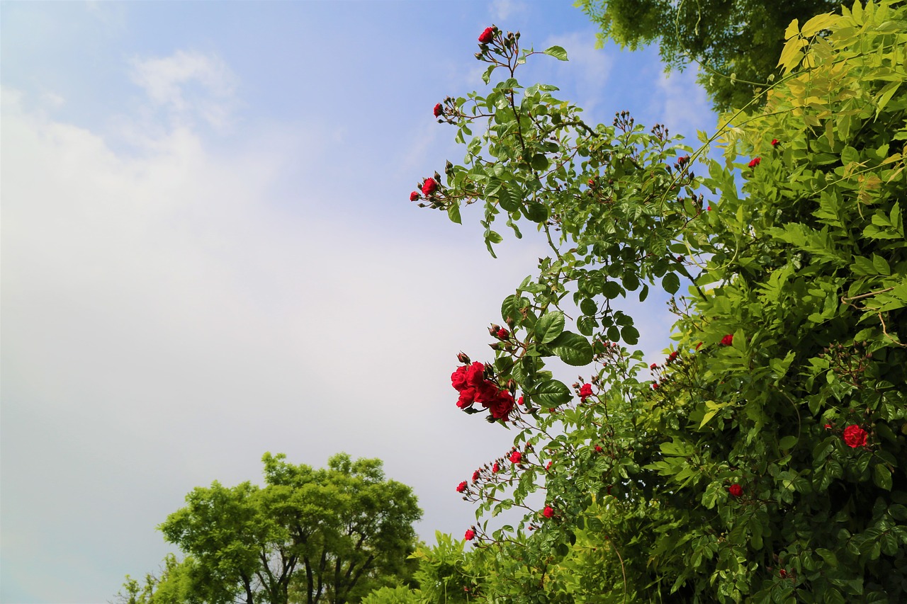 nature  rose  flower free photo