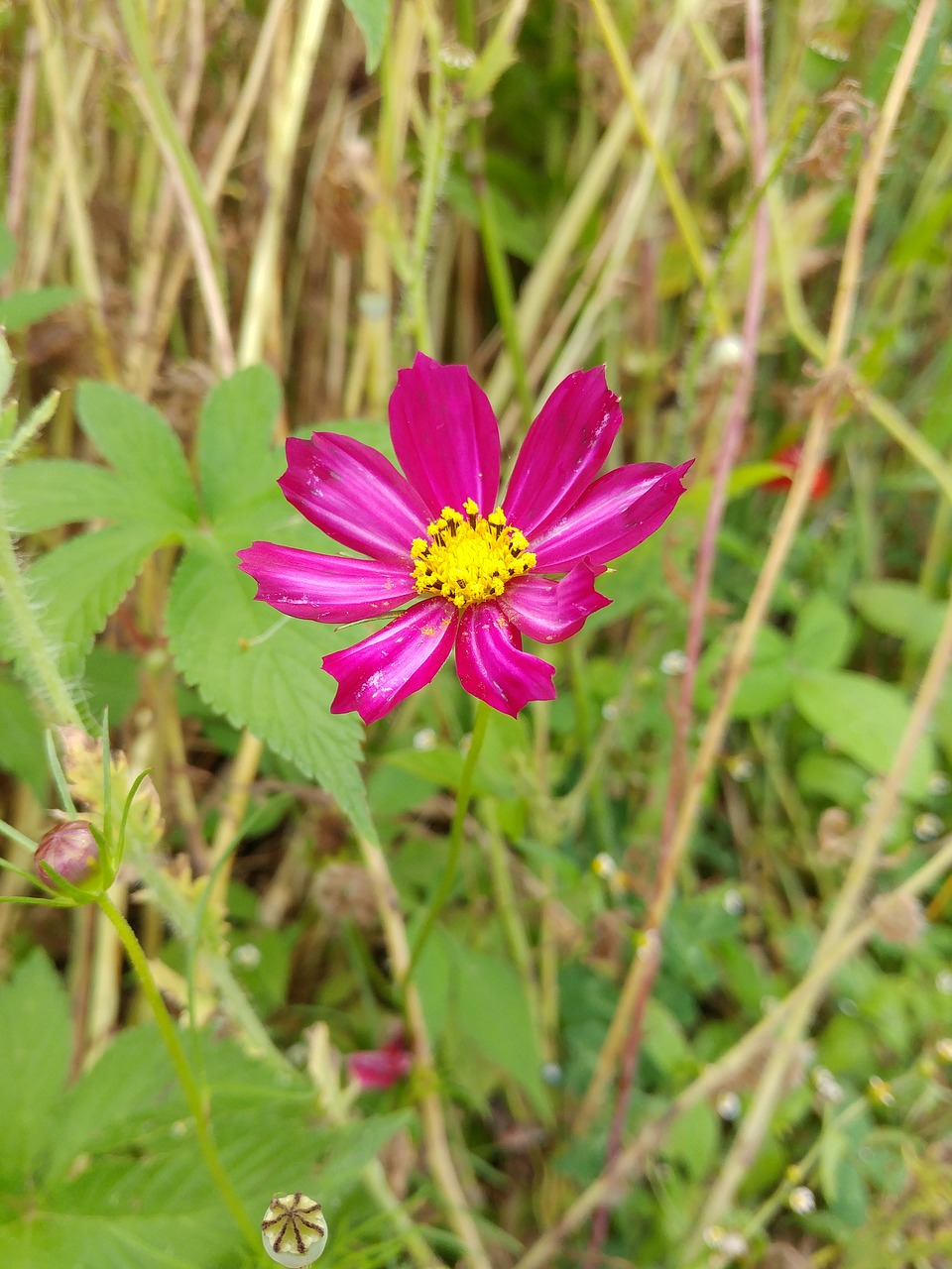 nature  autumn  plants free photo