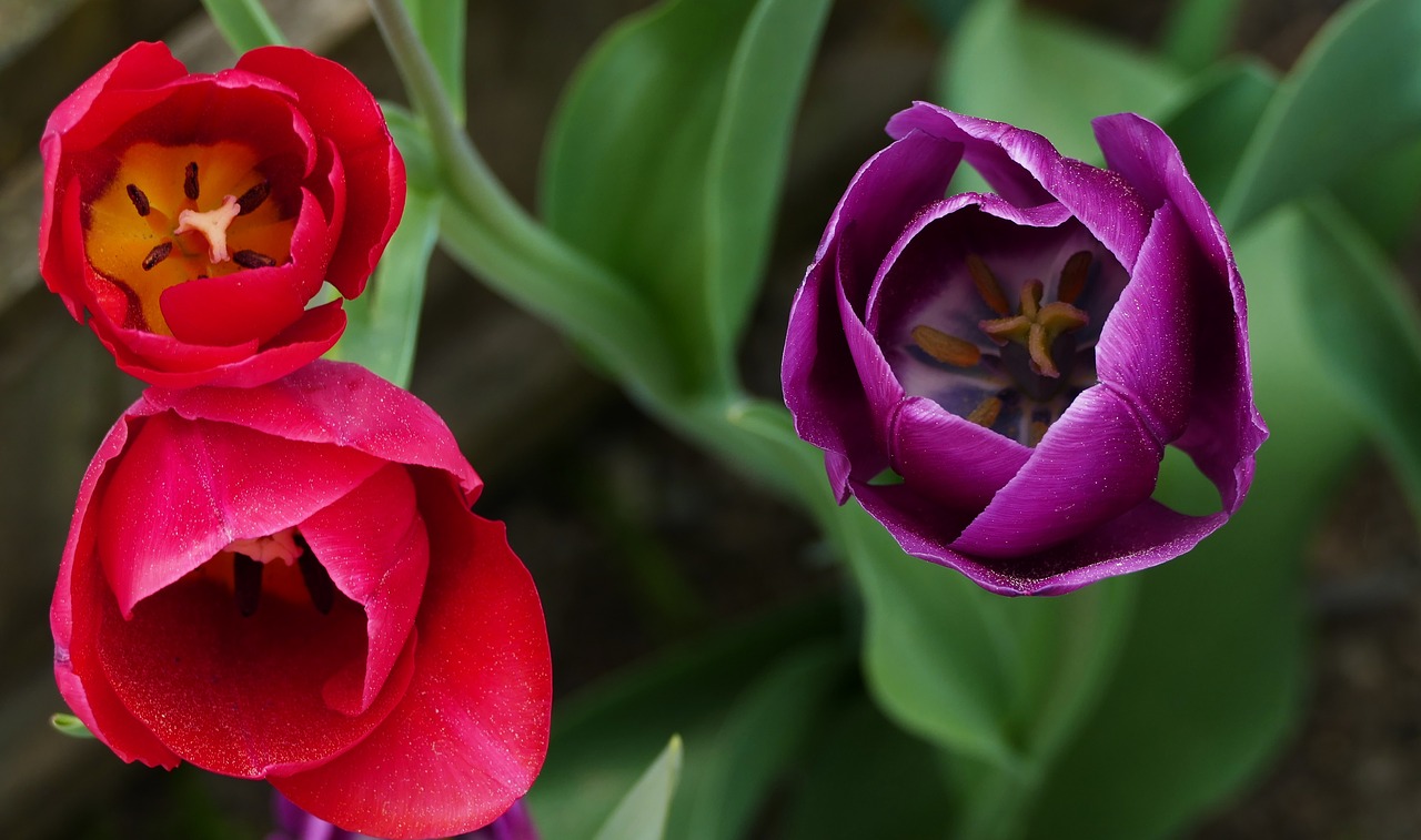 nature  garden  flowers free photo