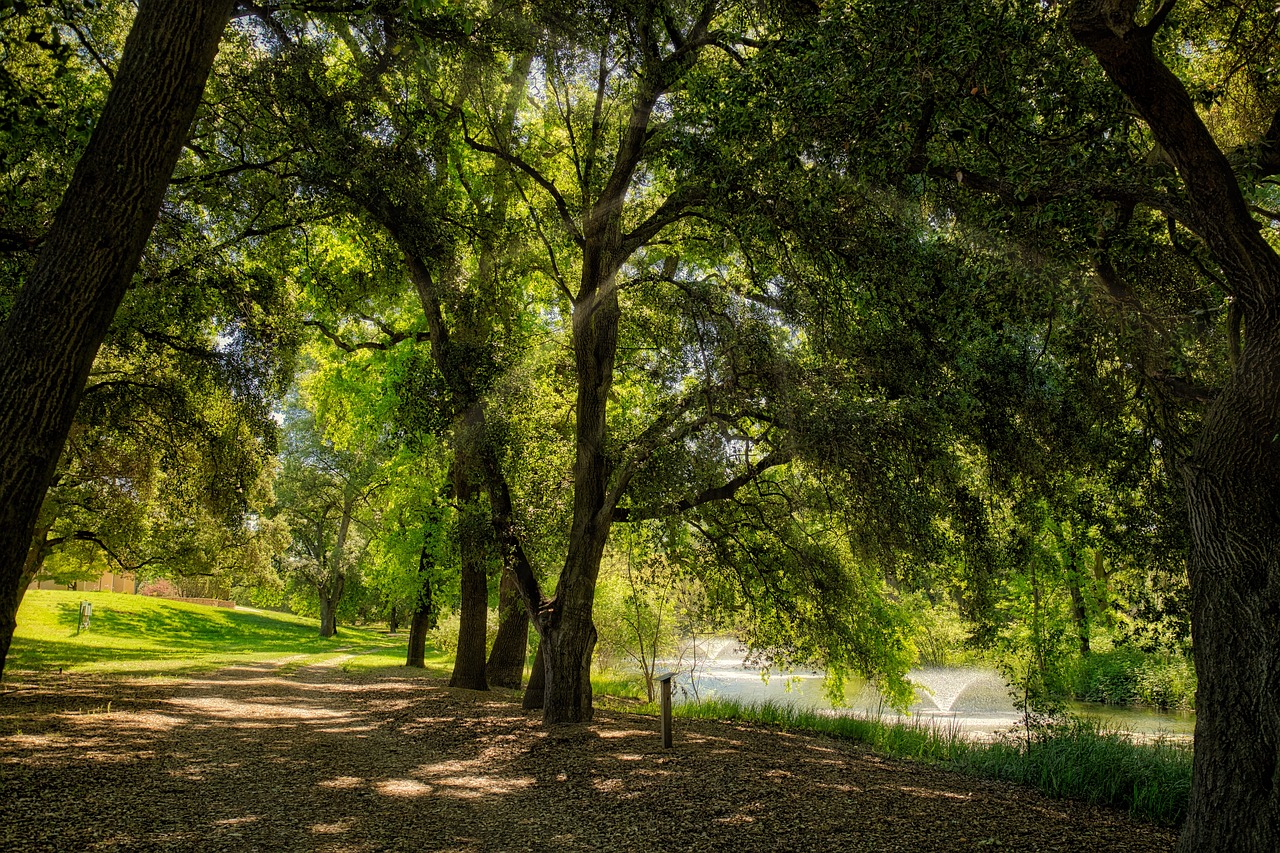 nature  trees  scene free photo