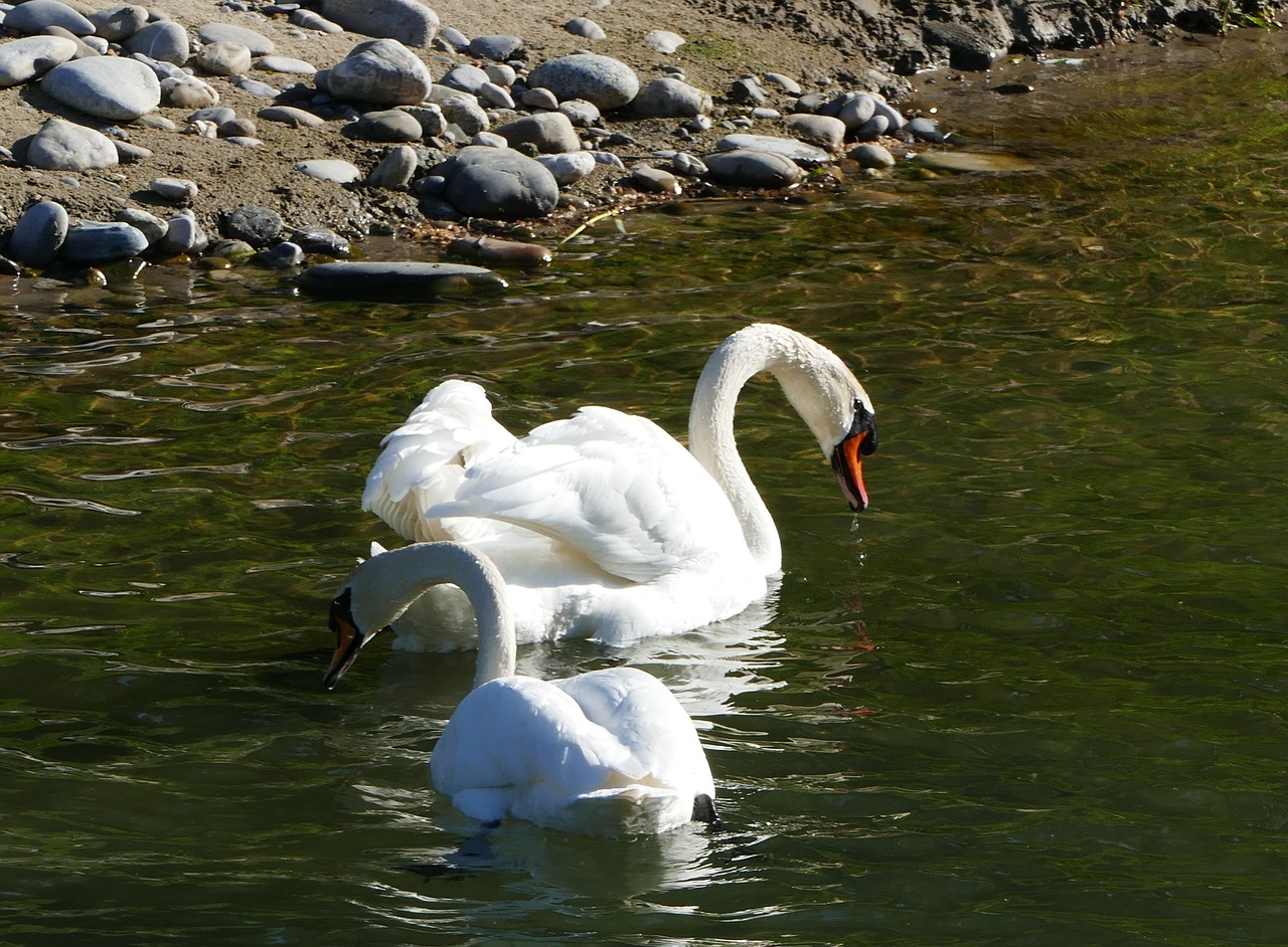 nature  landscape  river free photo