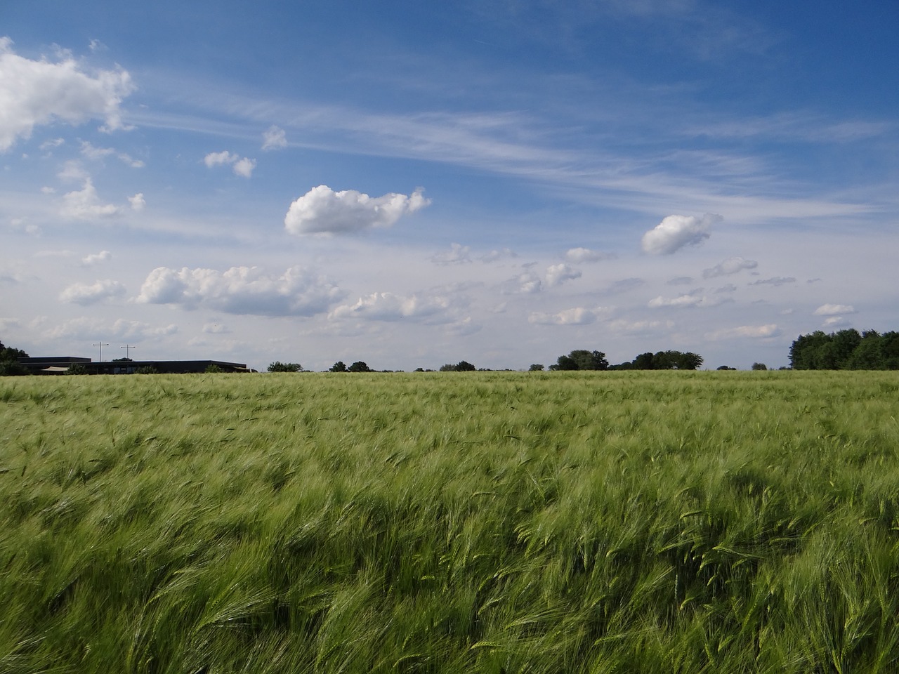 nature  field  sky free photo