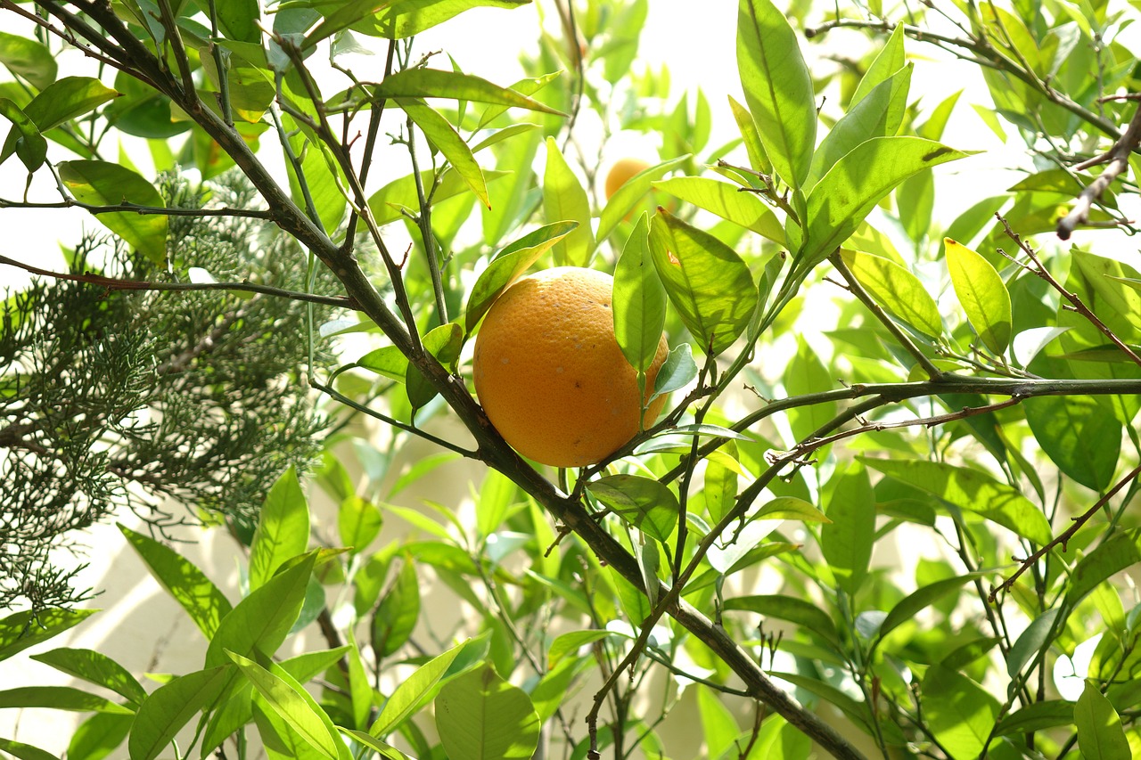 nature  orange  yellow free photo