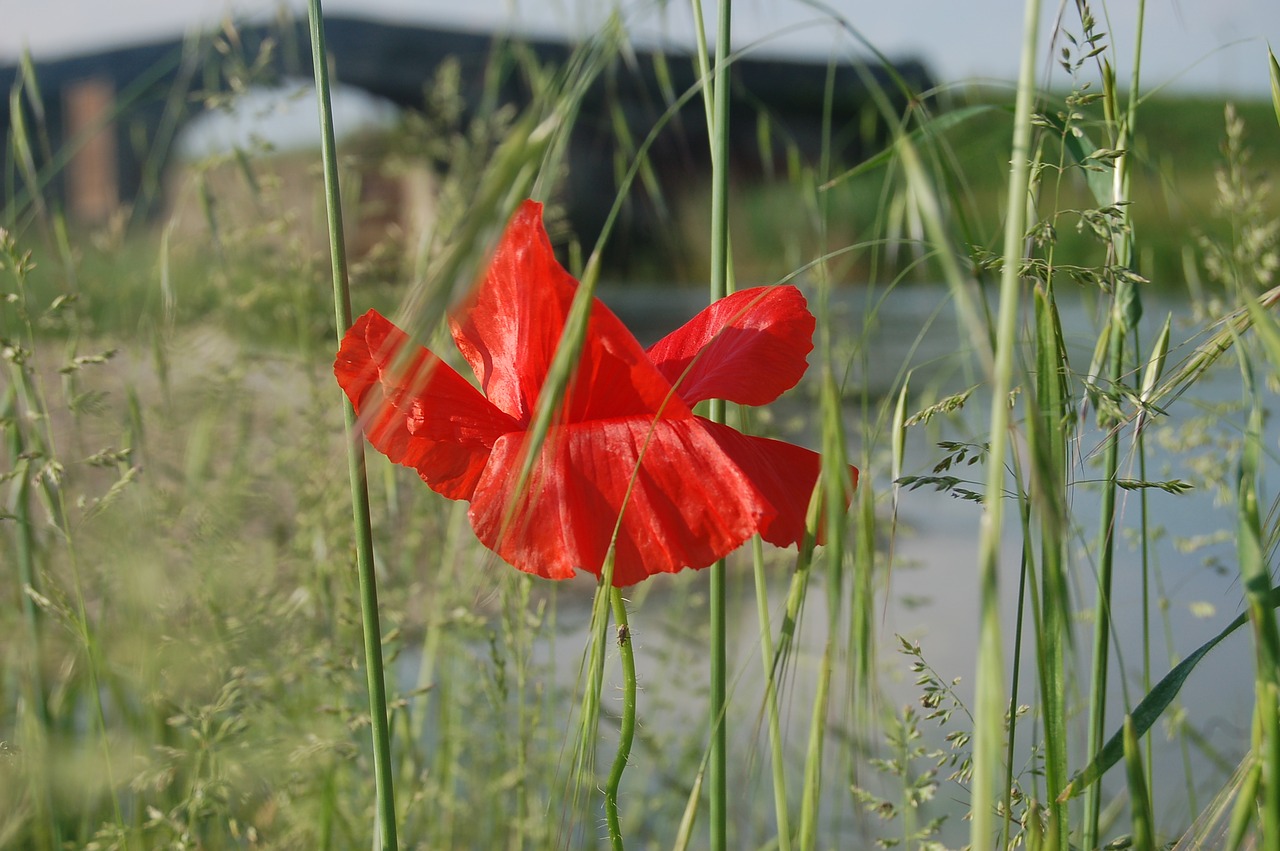 nature  poppies  poppy red free photo