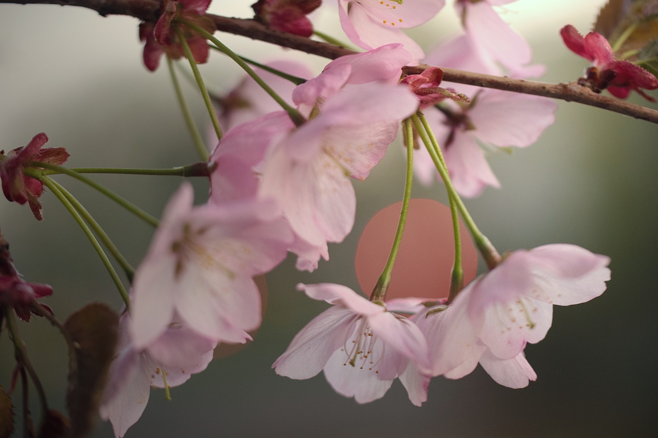 nature  cherry tree  inflorescence free photo