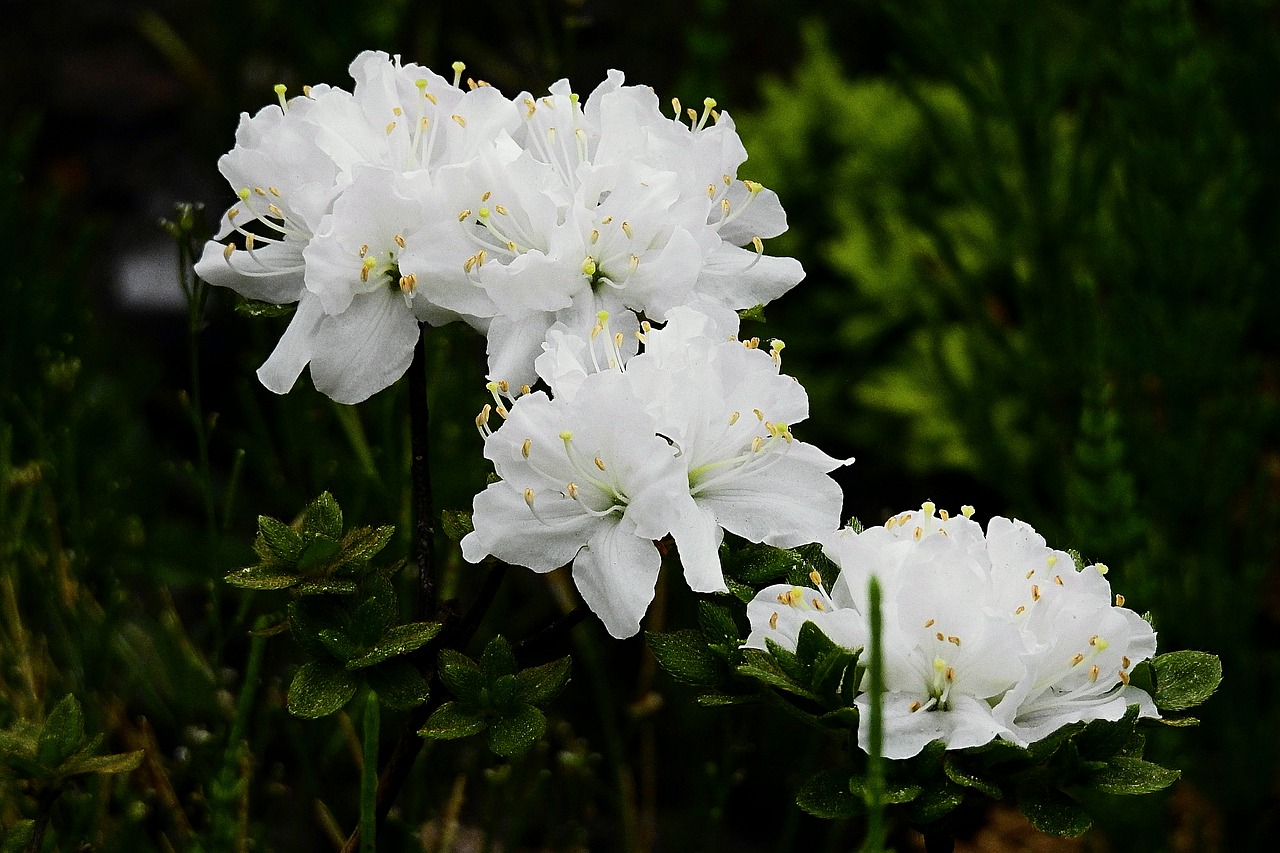 nature  spring  white flowers free photo