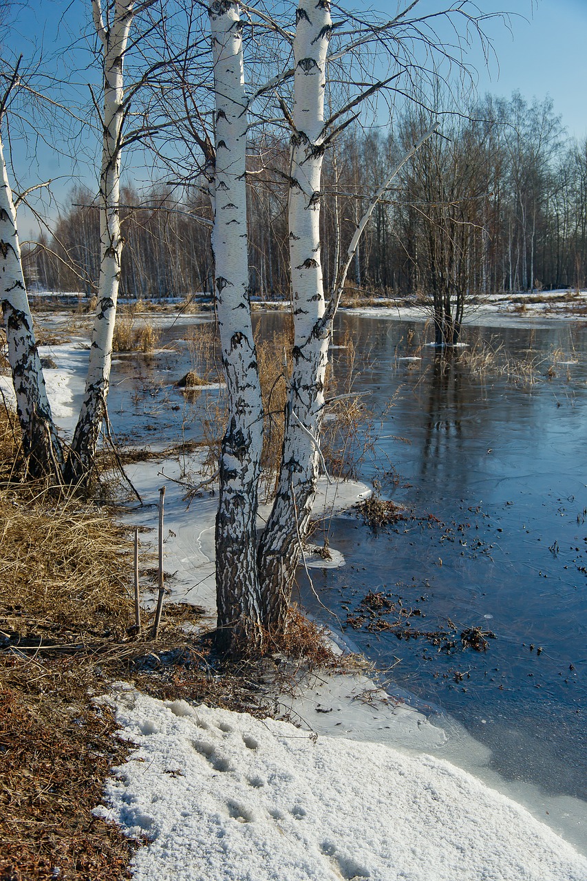 nature  snow  sky free photo