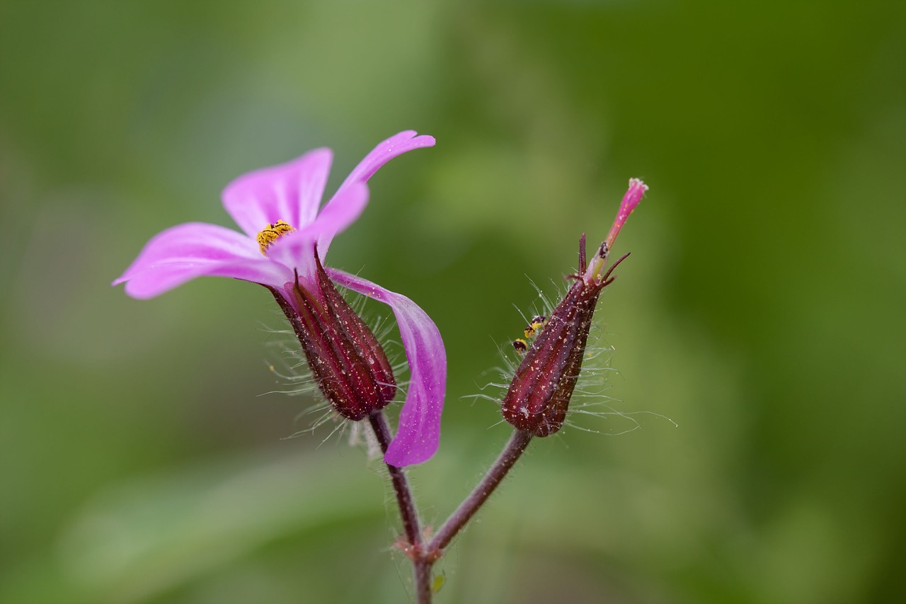 nature  flowers  wild plants free photo