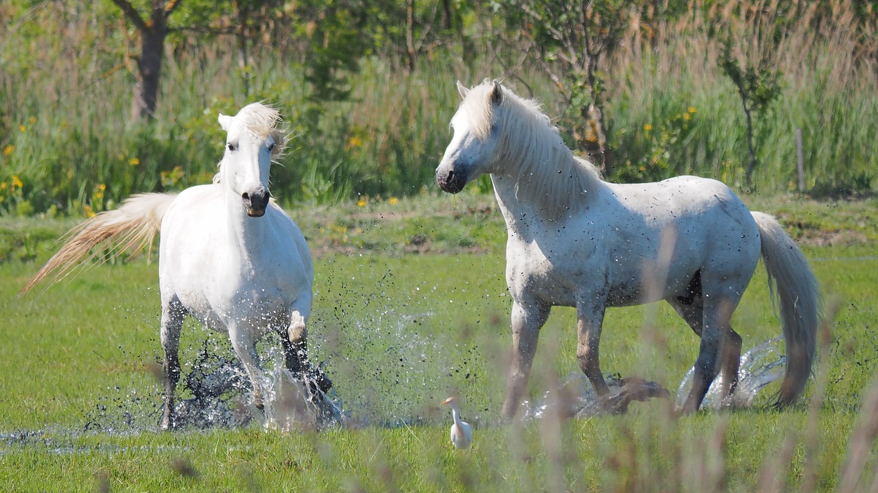 nature  horses  horse-the camargue free photo