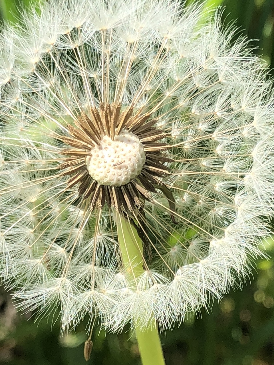 nature  spring  close up free photo