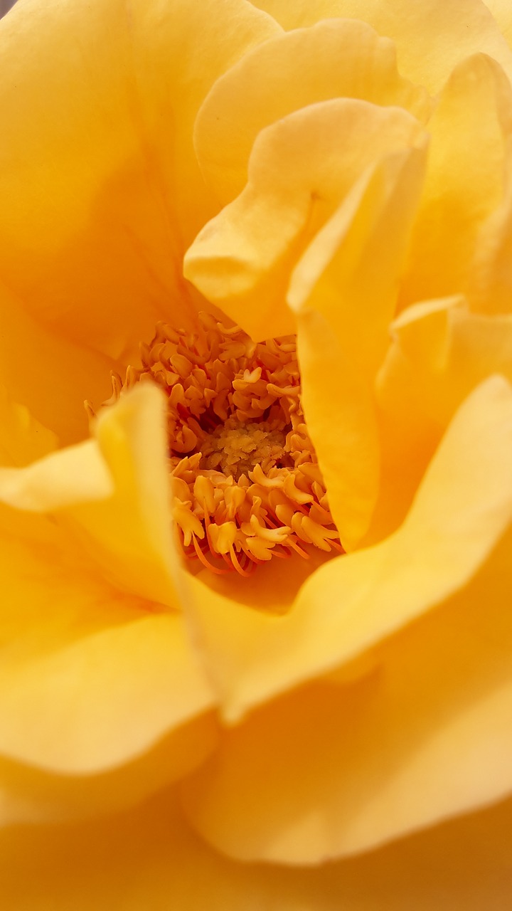 nature  rose  yellow free photo