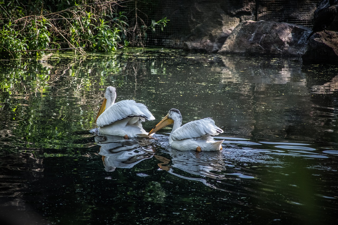 nature  waterfowl  water surface free photo