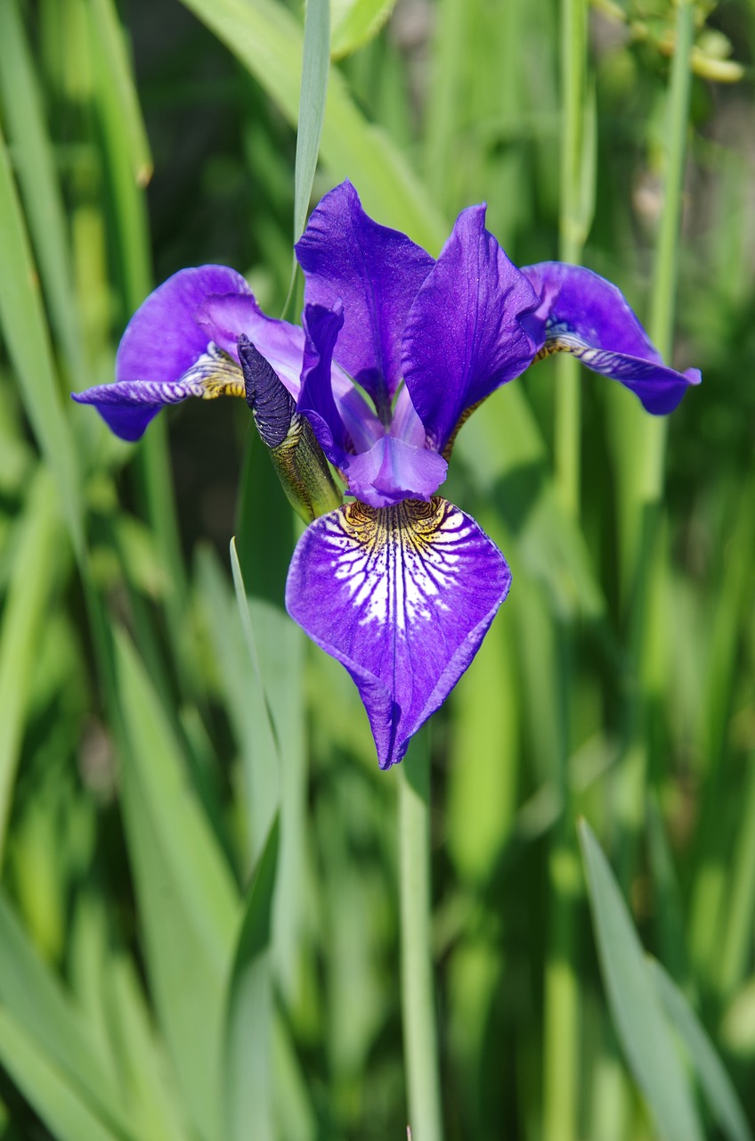 nature  beautiful flowers  spring free photo