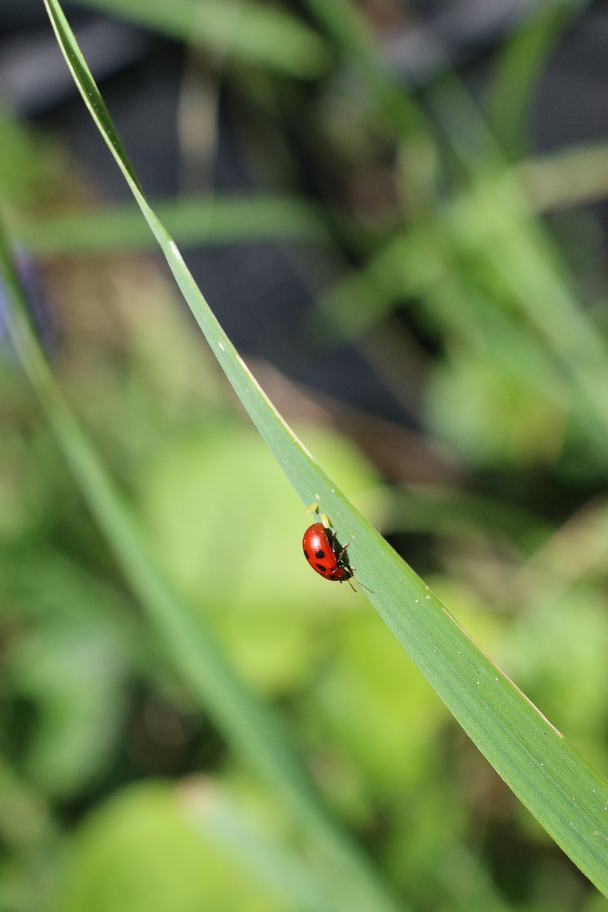 nature  prato  grass free photo