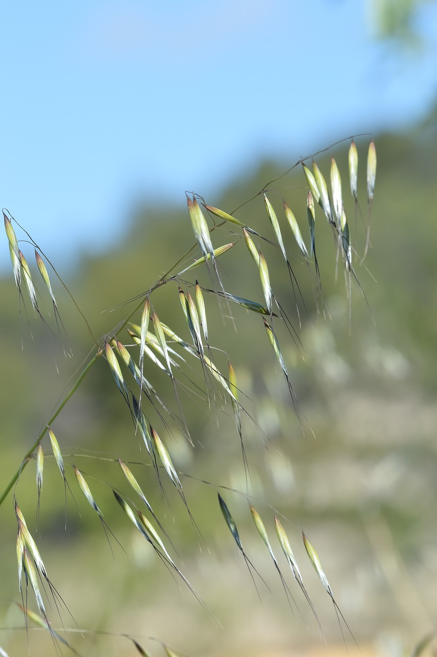 nature  outdoor  summer free photo