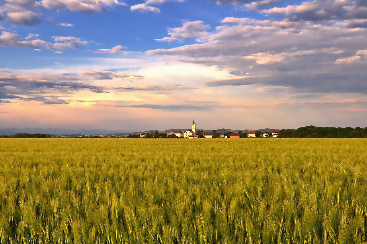 nature  landscape  cereals free photo