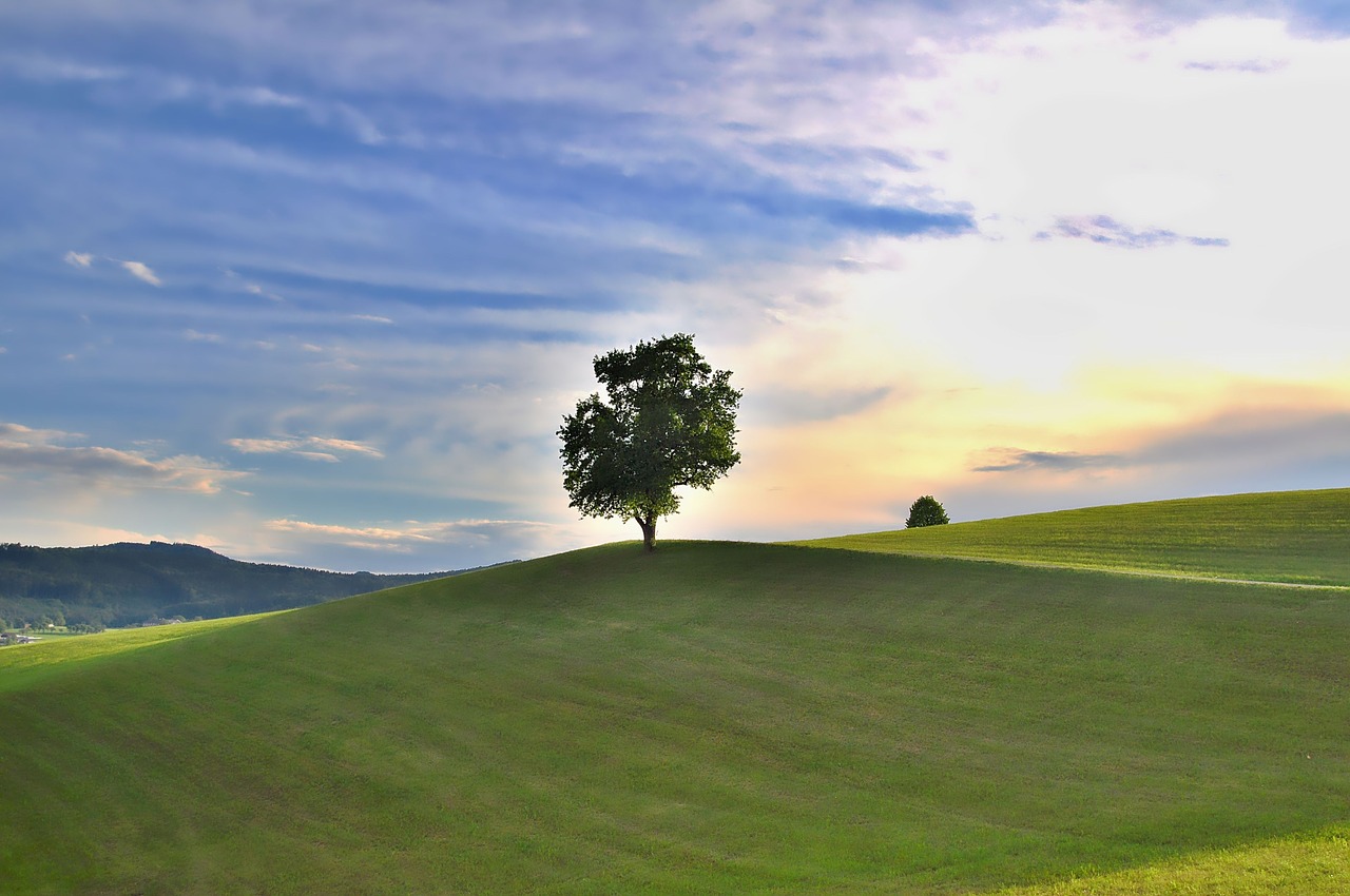 nature  landscape  meadow free photo